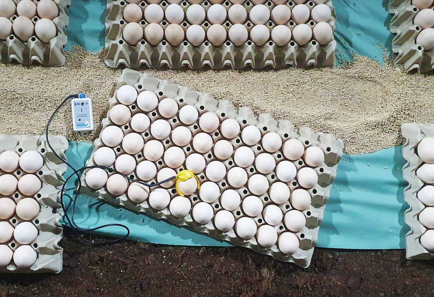 Sensors boost profitability for poultry farmers