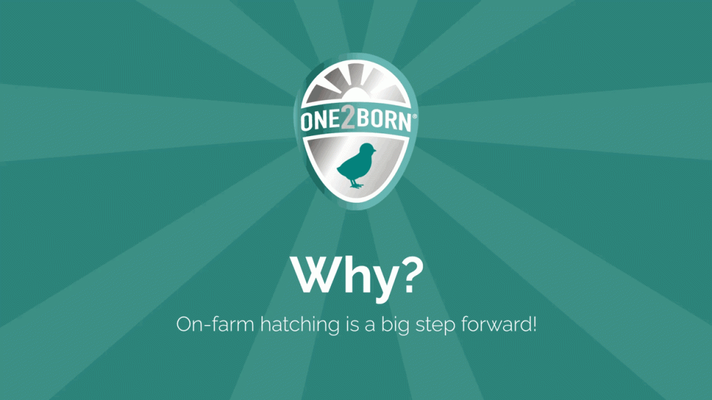 Discover the advantage of on-farm hatching | One2Born