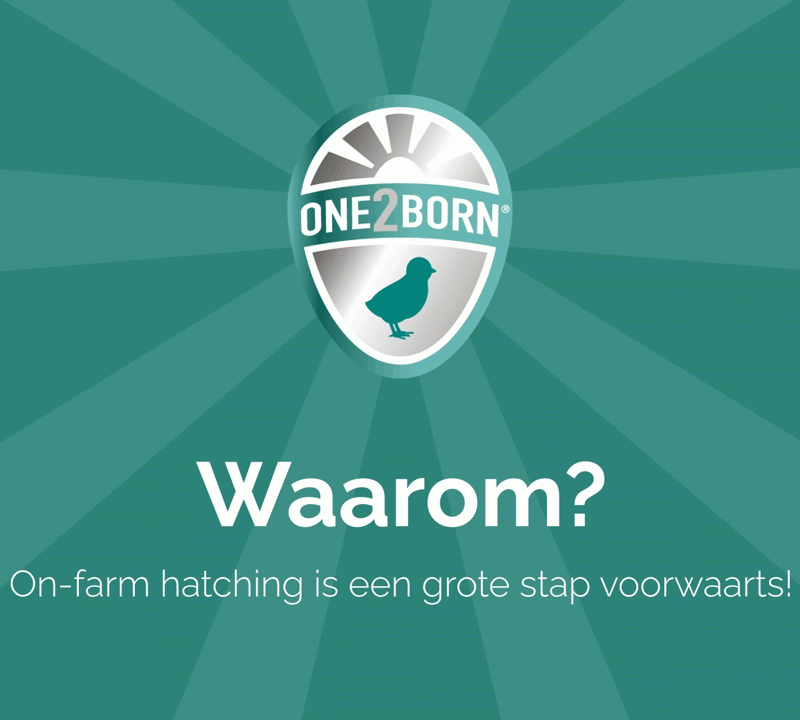 Ontdek het voordeel van on-farm hatching | One2Born